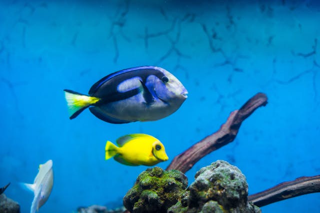 Fishes in Aquarium